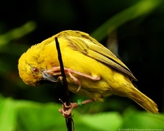 Ploceus subaureus subaureus