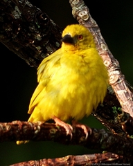 Ploceus subaureus subaureus