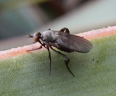 Rhamphomyia