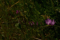Sidalcea sparsifolia