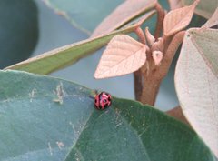 Coelophora bissellata