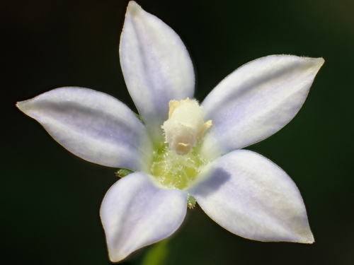 Wahlenbergia marginata