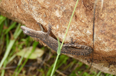 Mediodactylus orientalis