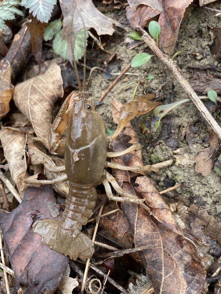 Mudbug Side View Ortmann's Mudbug from Conley Rd, Morning View, KY, US on March 9, 2024 ...