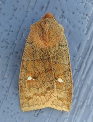 Eupsilia vinulenta