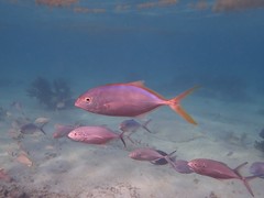 Caranx bartholomaei