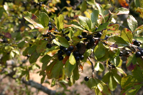 Chittamwood (Bumelia lanuginosa)