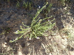 Aspalathus cephalotes violacea