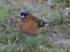 Fringilla coelebs