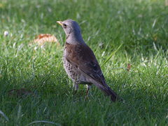 Turdus pilaris