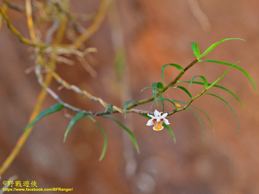 Dendrobium nabawanense J.J.Wood & A.Lamb