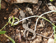 Mediodactylus orientalis