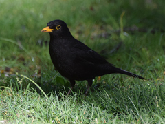 Turdus merula