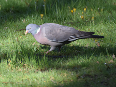 Columba palumbus