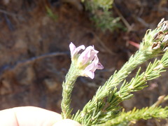 Aspalathus cephalotes violacea