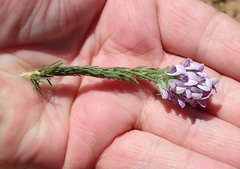 Aspalathus cephalotes violacea