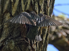 Sturnus vulgaris