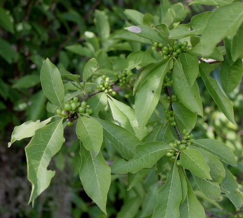 Shittamwood (Bumelia lycioides)