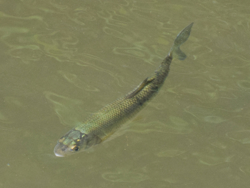 Common dace
