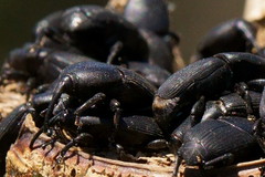 Scyphophorus yuccae