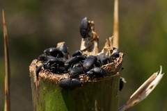 Scyphophorus yuccae