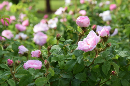 Rosa X centifolia