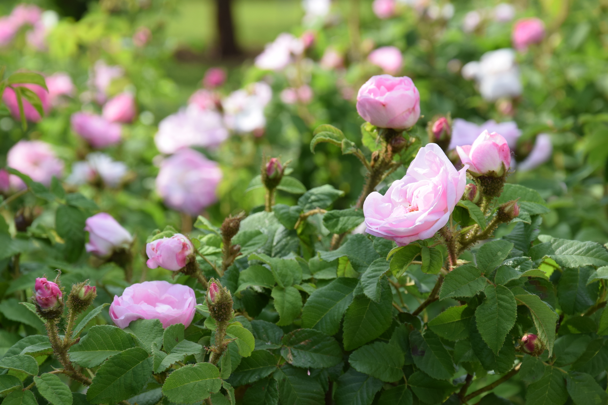 Rosa X centifolia