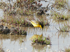 Motacilla flava feldegg