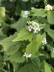Alliaria petiolata