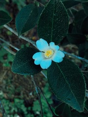 Theaceae