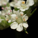 Torilis japonica - Photo no hay derechos reservados, subido por 葉子