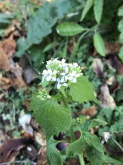 Alliaria petiolata