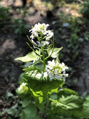 Alliaria petiolata