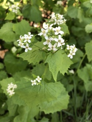 Alliaria petiolata