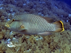 Humphead Wrasse photo 5