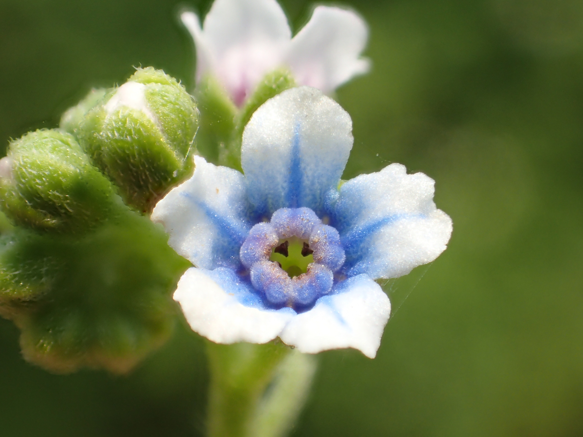 Cynoglossum