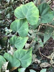 Pericampylus glaucus