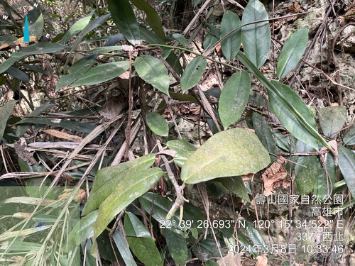 Diospyros blancoi