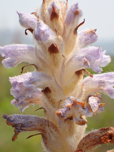 Image of Orobanche coerulescens by no rights reserved