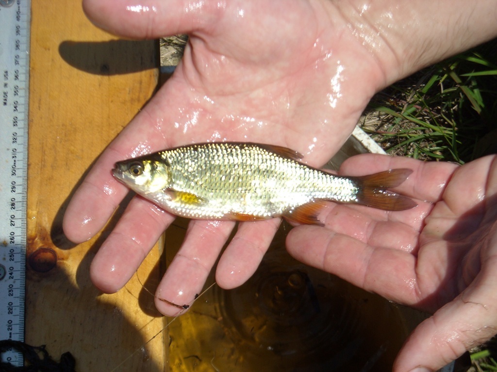 Golden Shiner (Common Fish Species of Richmond National Battlefield) ·  iNaturalist