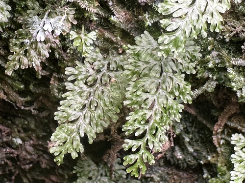 Hymenophyllum badium iNat (2)