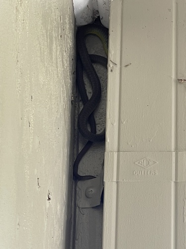 Common Tree Snake sighting