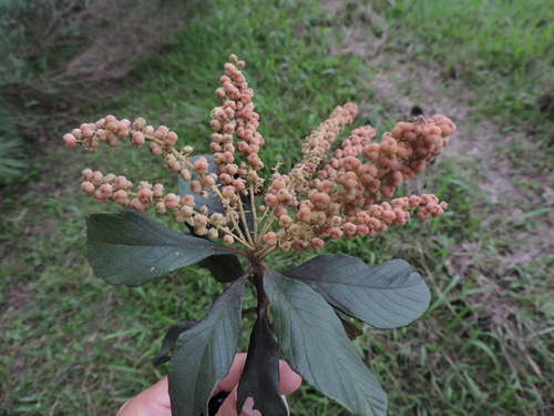 Clethra scabra (Clethra scabra)