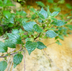 Parietaria officinalis