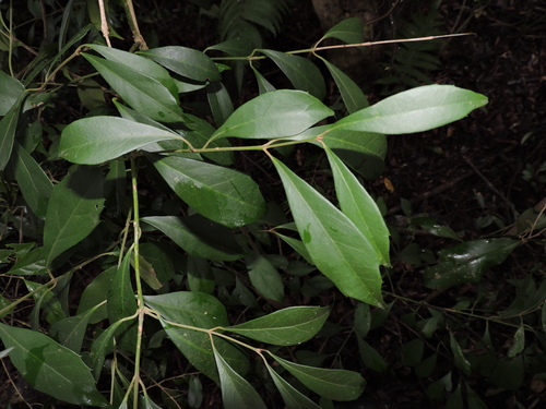 Mollinedia clavigera (Mollinedia clavigera)