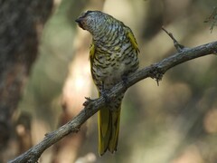 Black Cuckooshrike photo 5