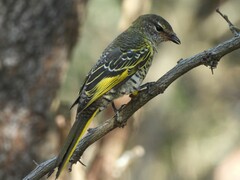 Black Cuckooshrike photo 2