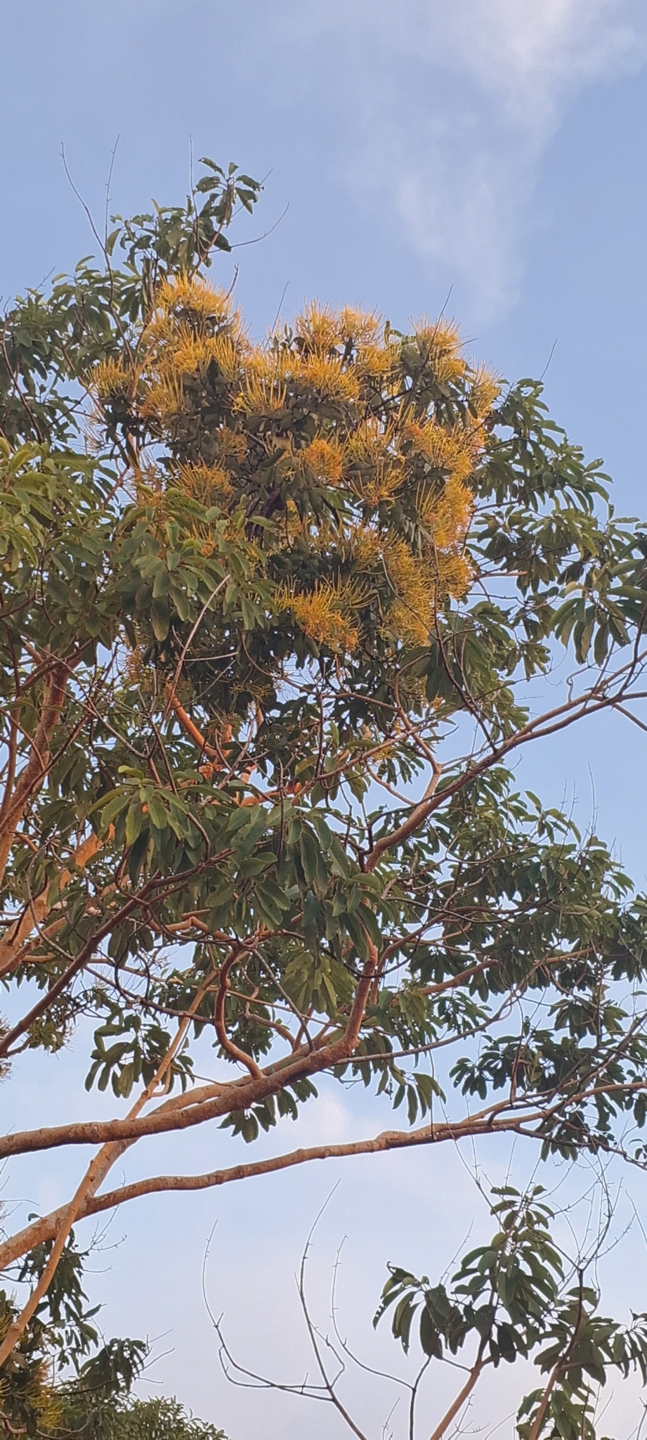 Psittacanthus robustus