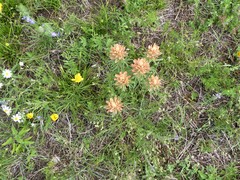 Castilleja lindheimeri