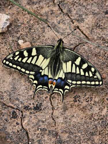 Desert Swallowtail